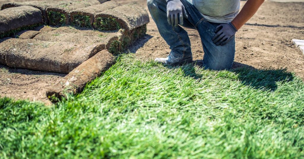 Laying Sod Without Tilling