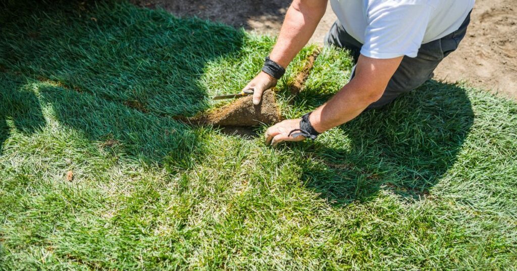 Laying Sod Without Tilling