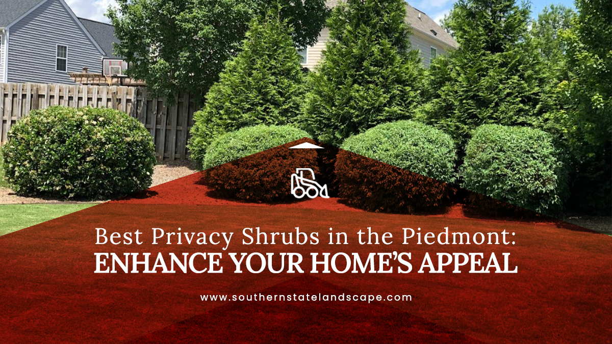 privacy shrubs