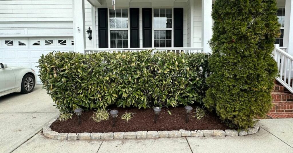 privacy shrubs