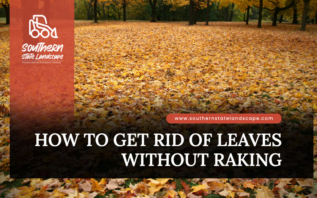 How to Get Rid of Leaves Without Raking