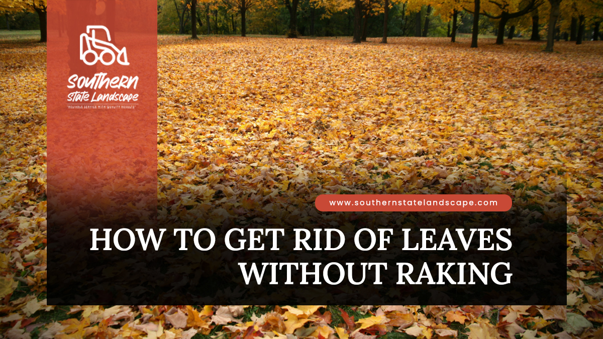 How to Get Rid of Leaves Without Raking