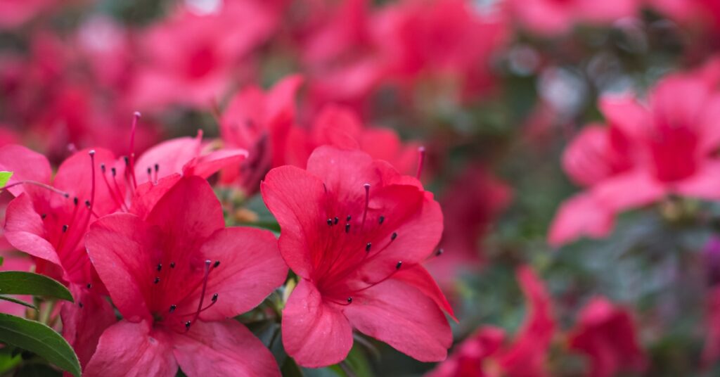 azaleas