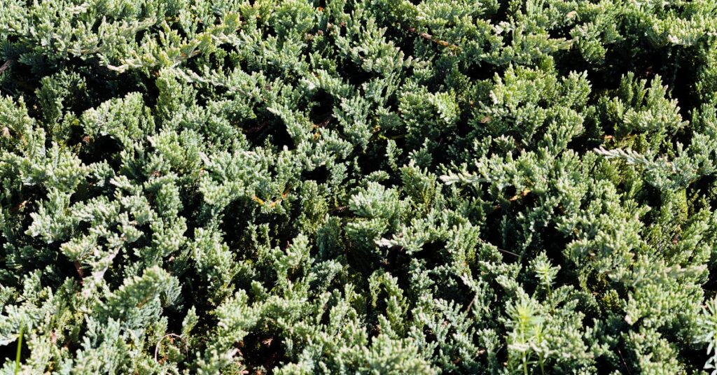 evergreen shrubs