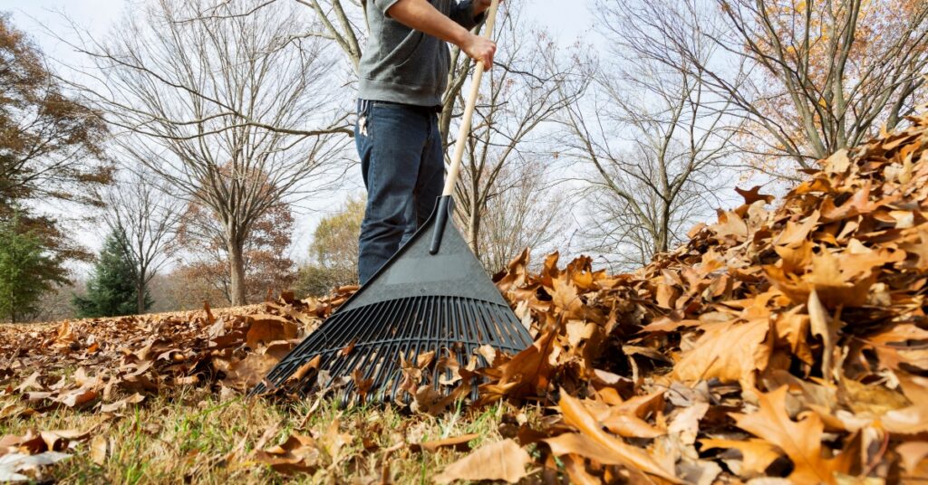 raking