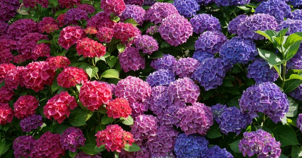 hydrangea