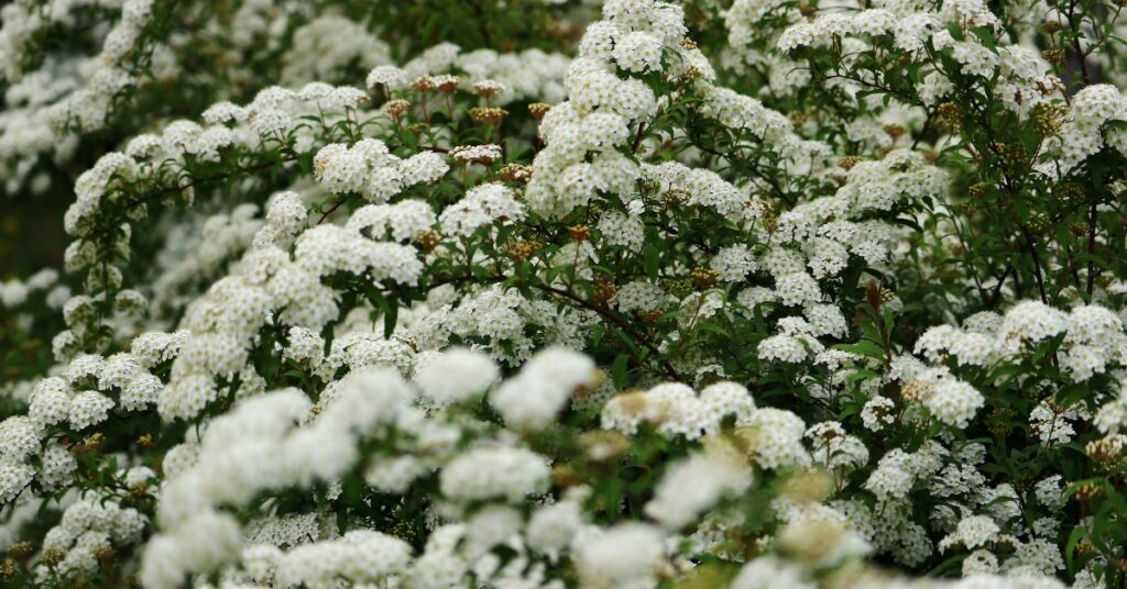 spirea