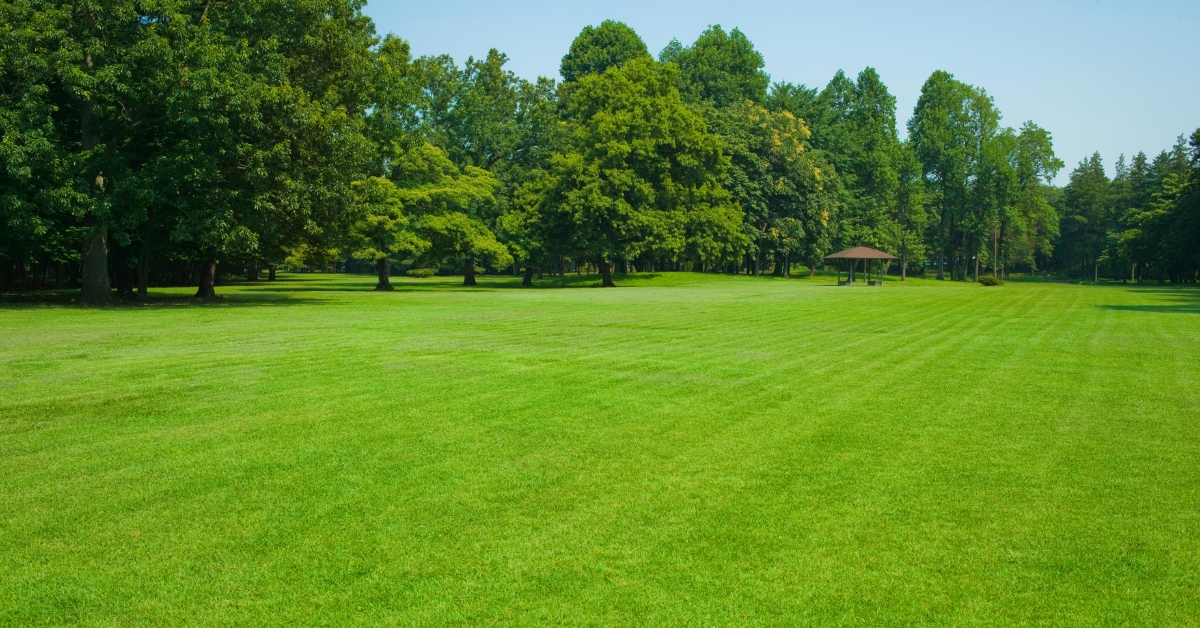 Spring Lawn Care Tips