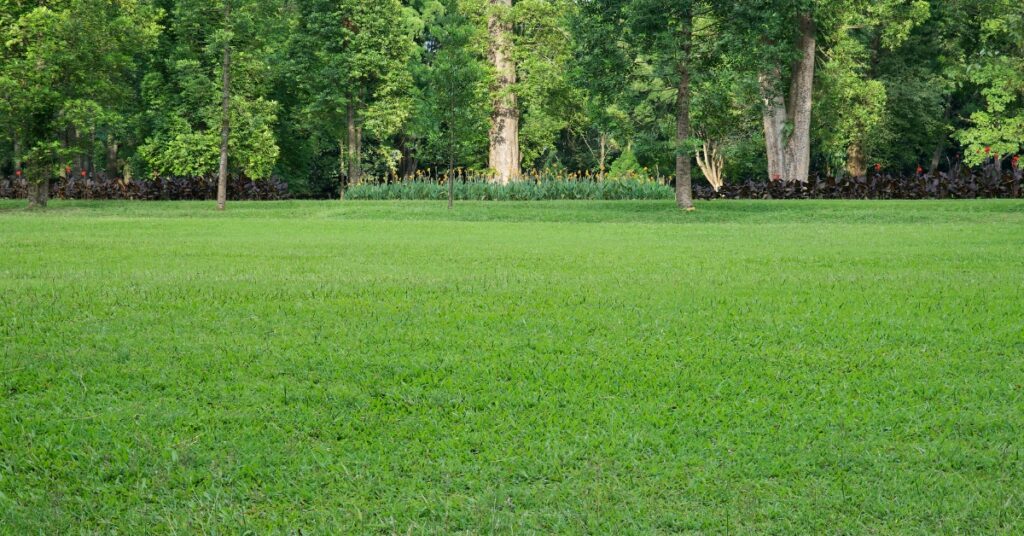 how to make grass green