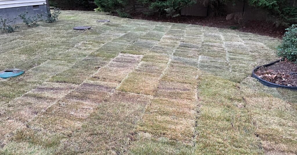 grass