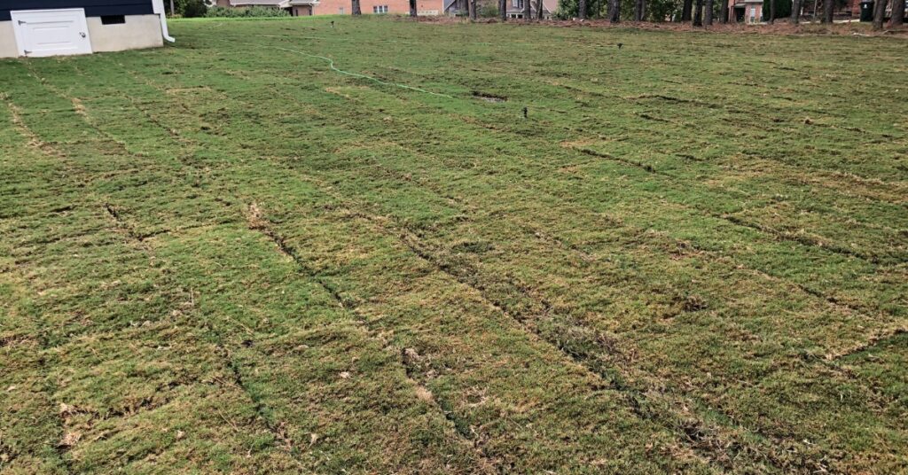 lawn seeding service
