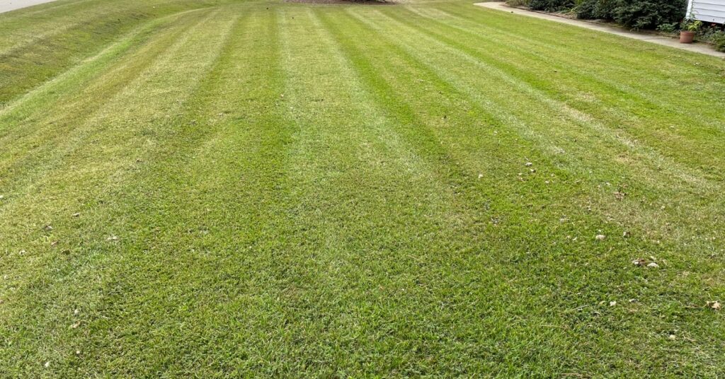 green grass