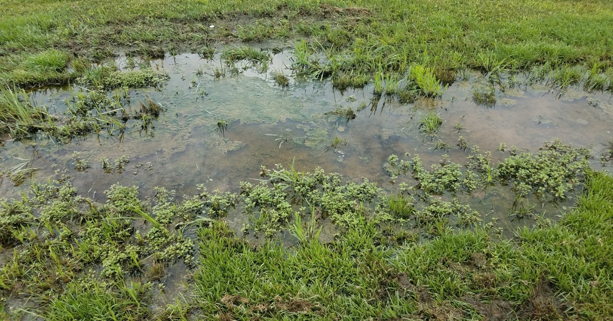 The Best Time to Water Grass