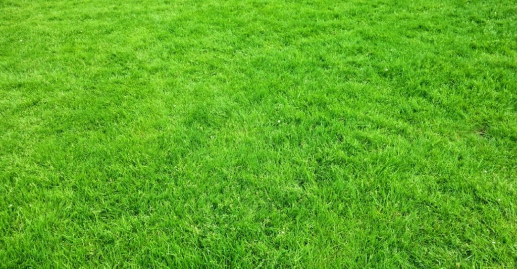 The Best Time to Water Grass