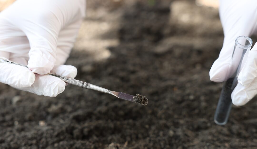 Roundup vs Glyphosate: What’s Safest For Your North Carolina Lawn And Landscape?