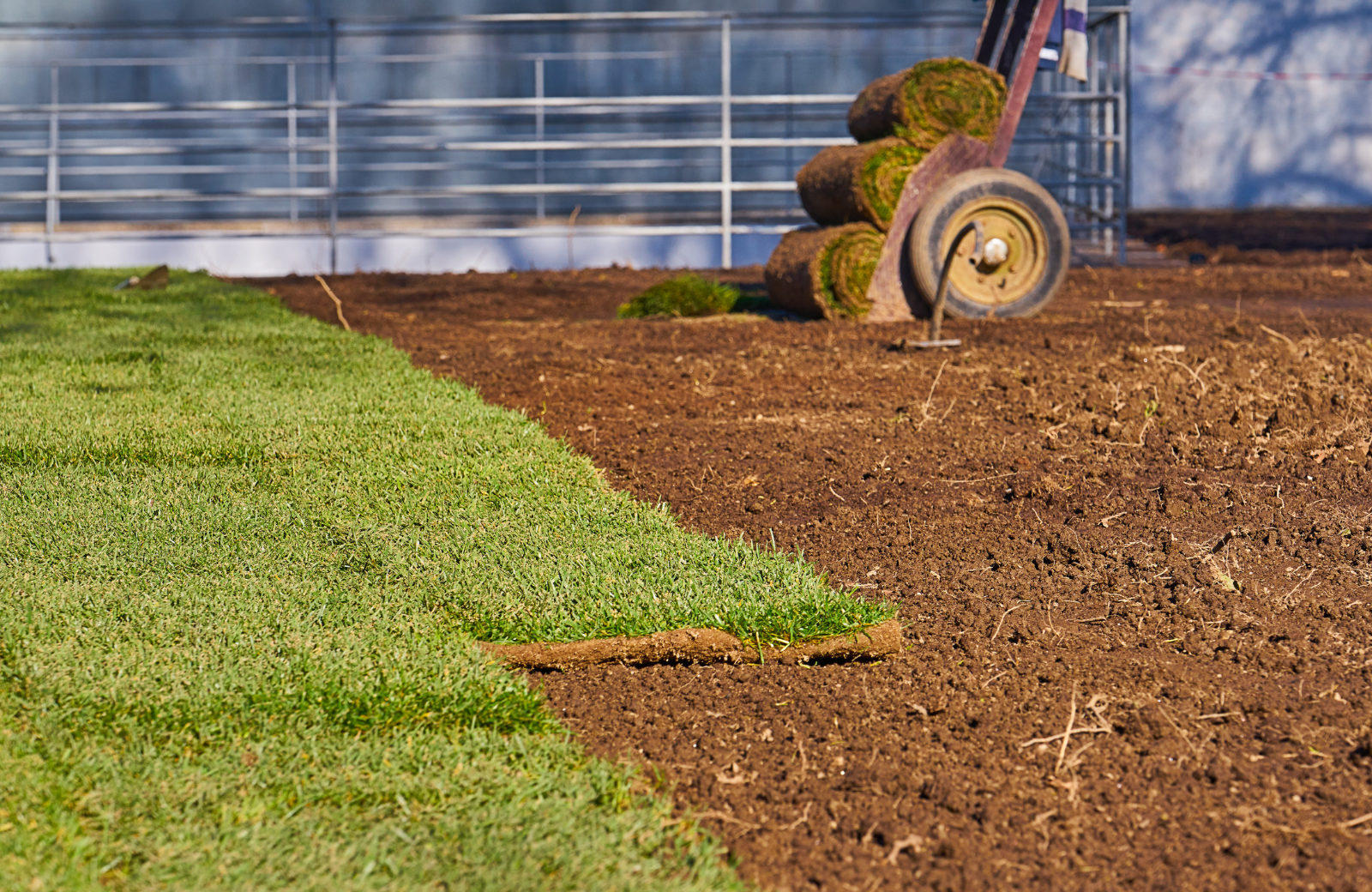How Often to Water New Sod for a Lush North Carolina Lawn