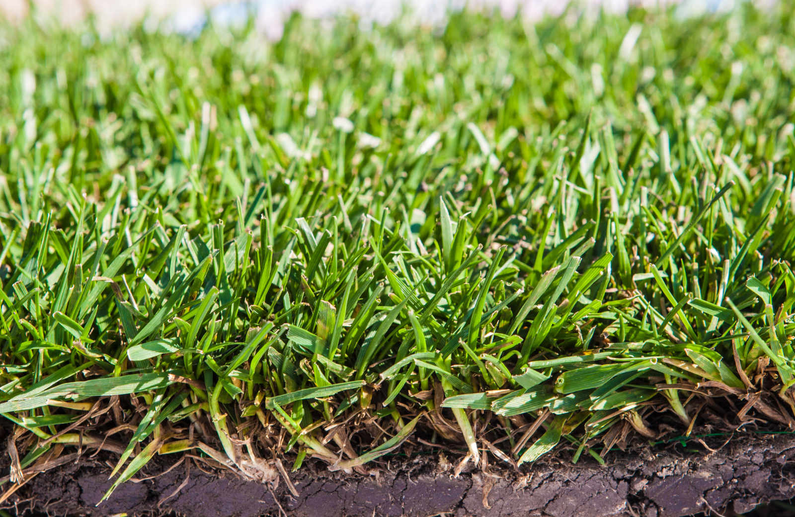 How Often to Water New Sod for a Lush North Carolina Lawn