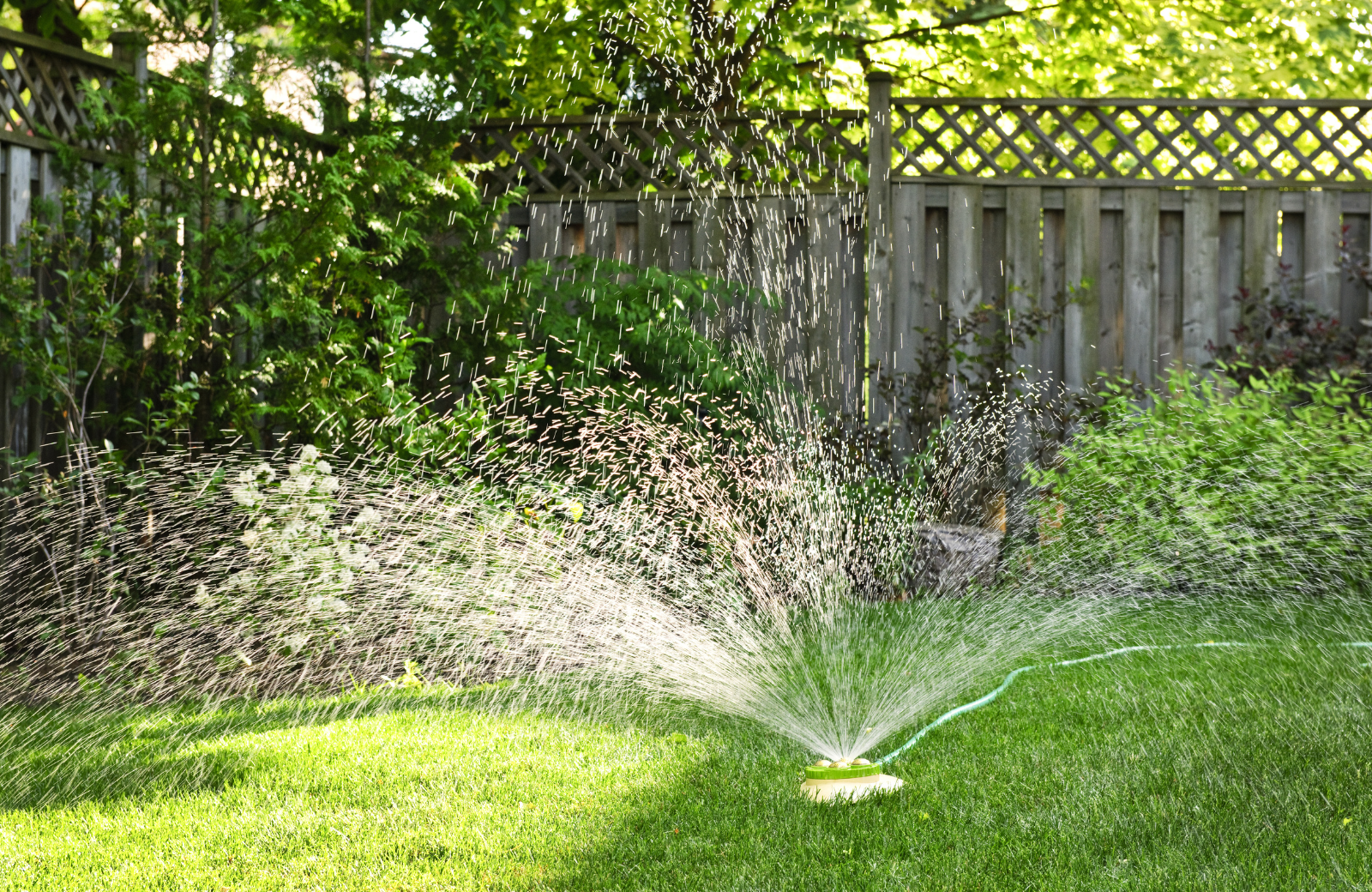 How Often to Water New Sod for a Lush North Carolina Lawn