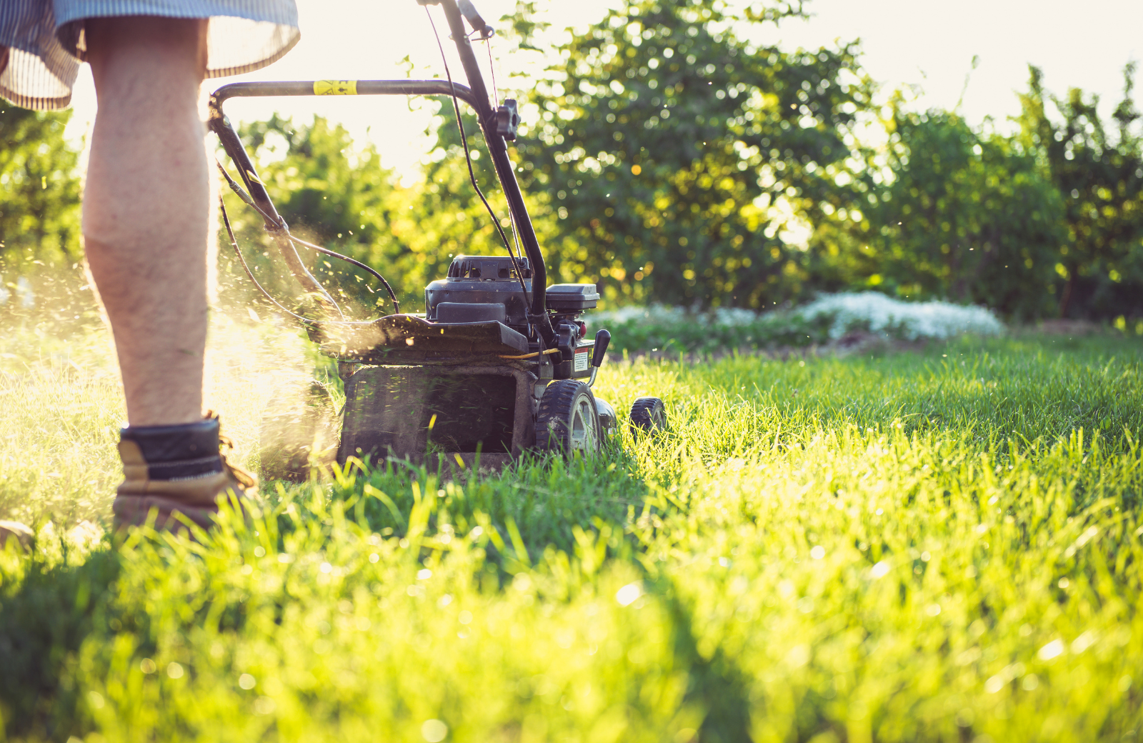 The Best Time to Mow Lawn for a Healthier North Carolina Yard