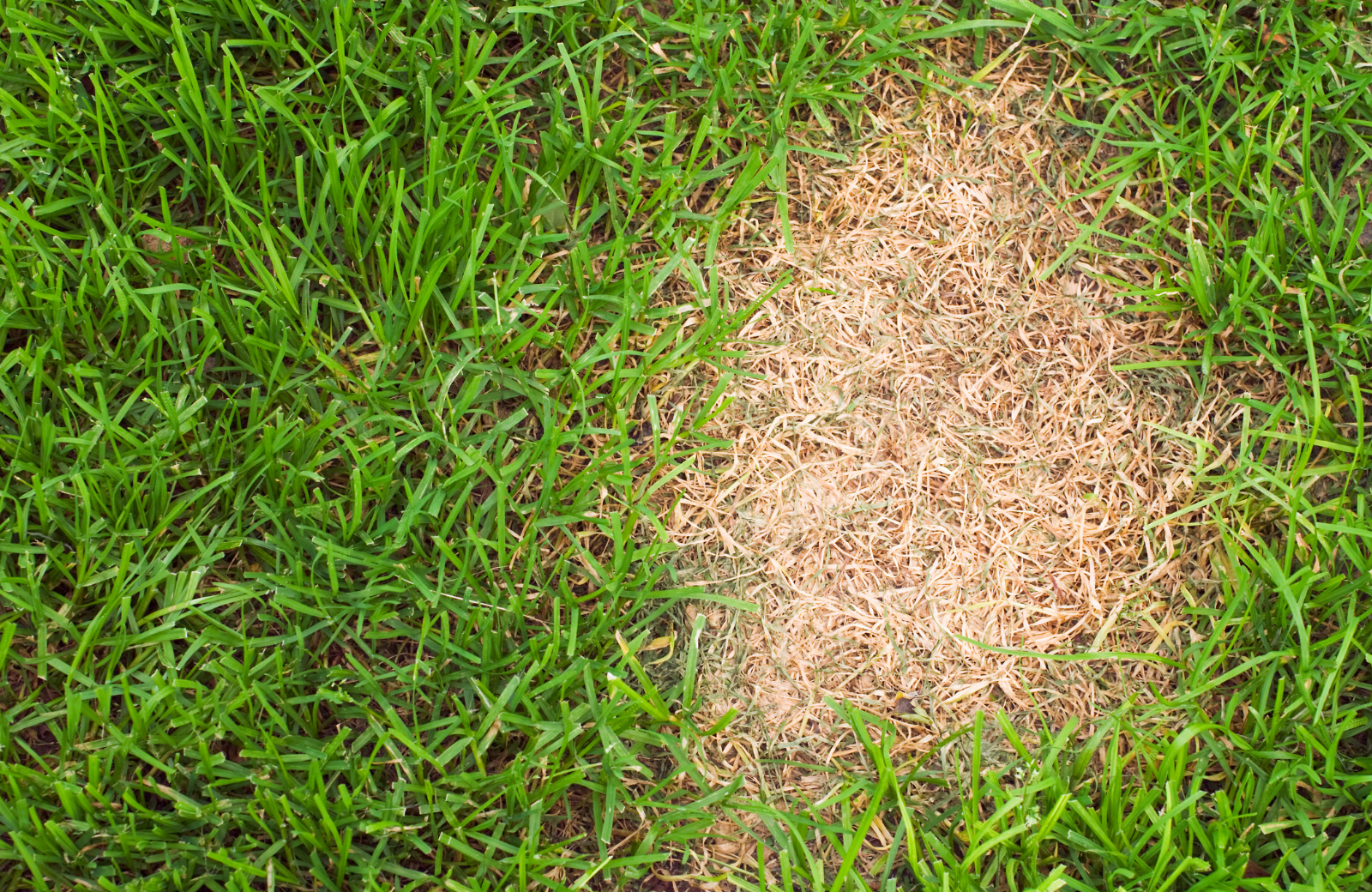 Brown Patch Fungus: Why Your Lawn Turns Tan In Summer