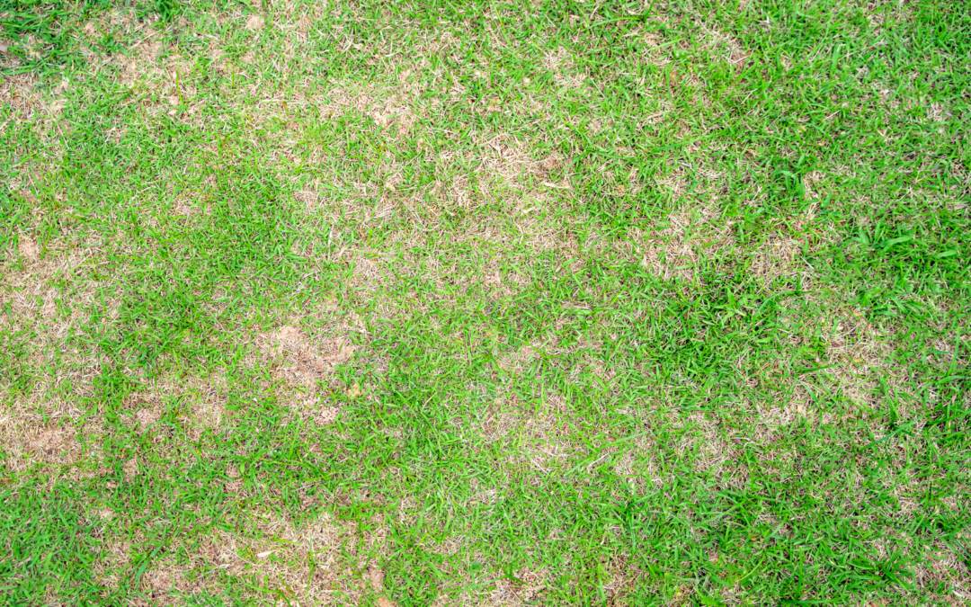 Brown Patch Fungus: Why Your Lawn Turns Tan In Summer