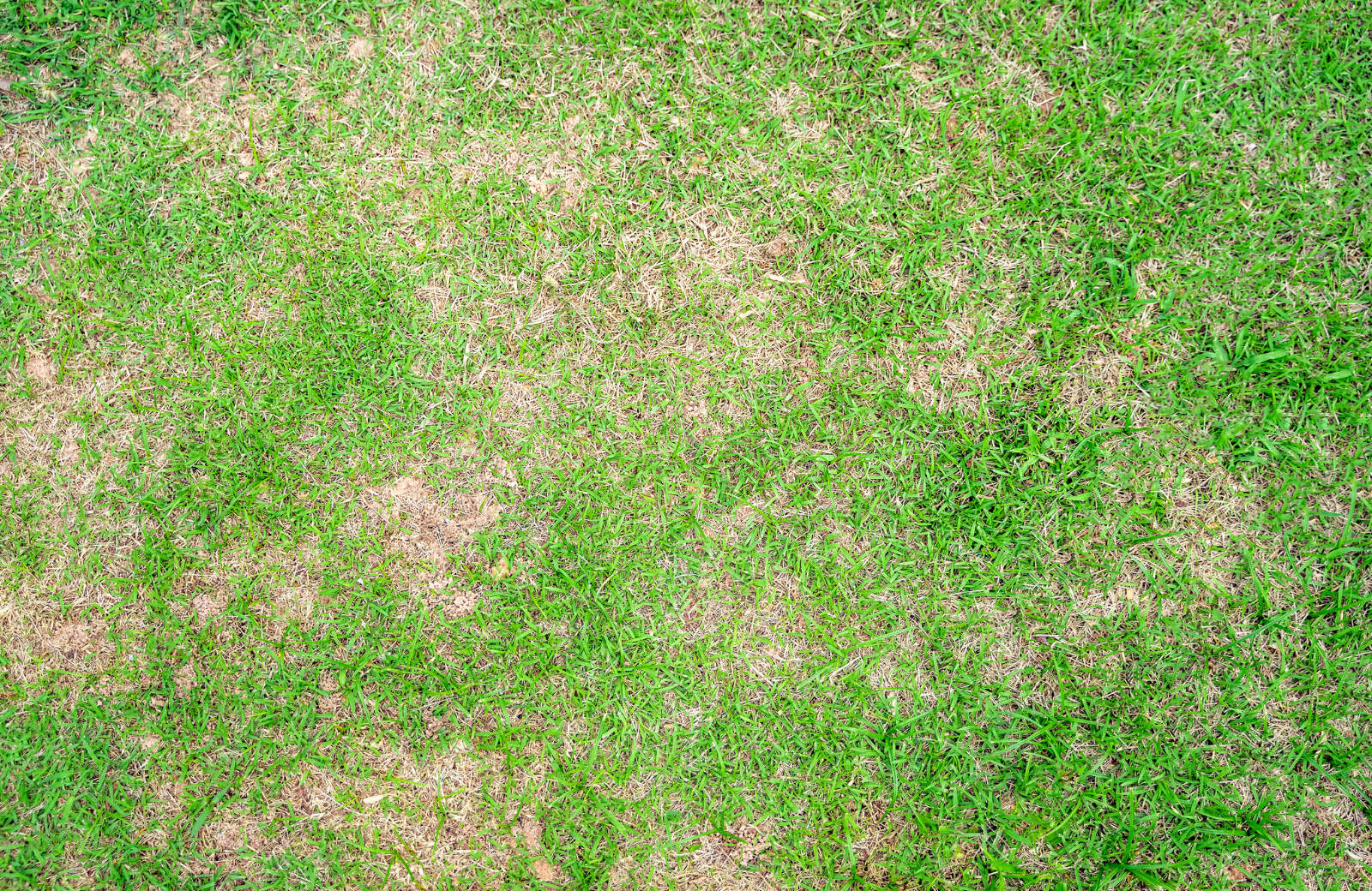 brown patch fungus lawn summer