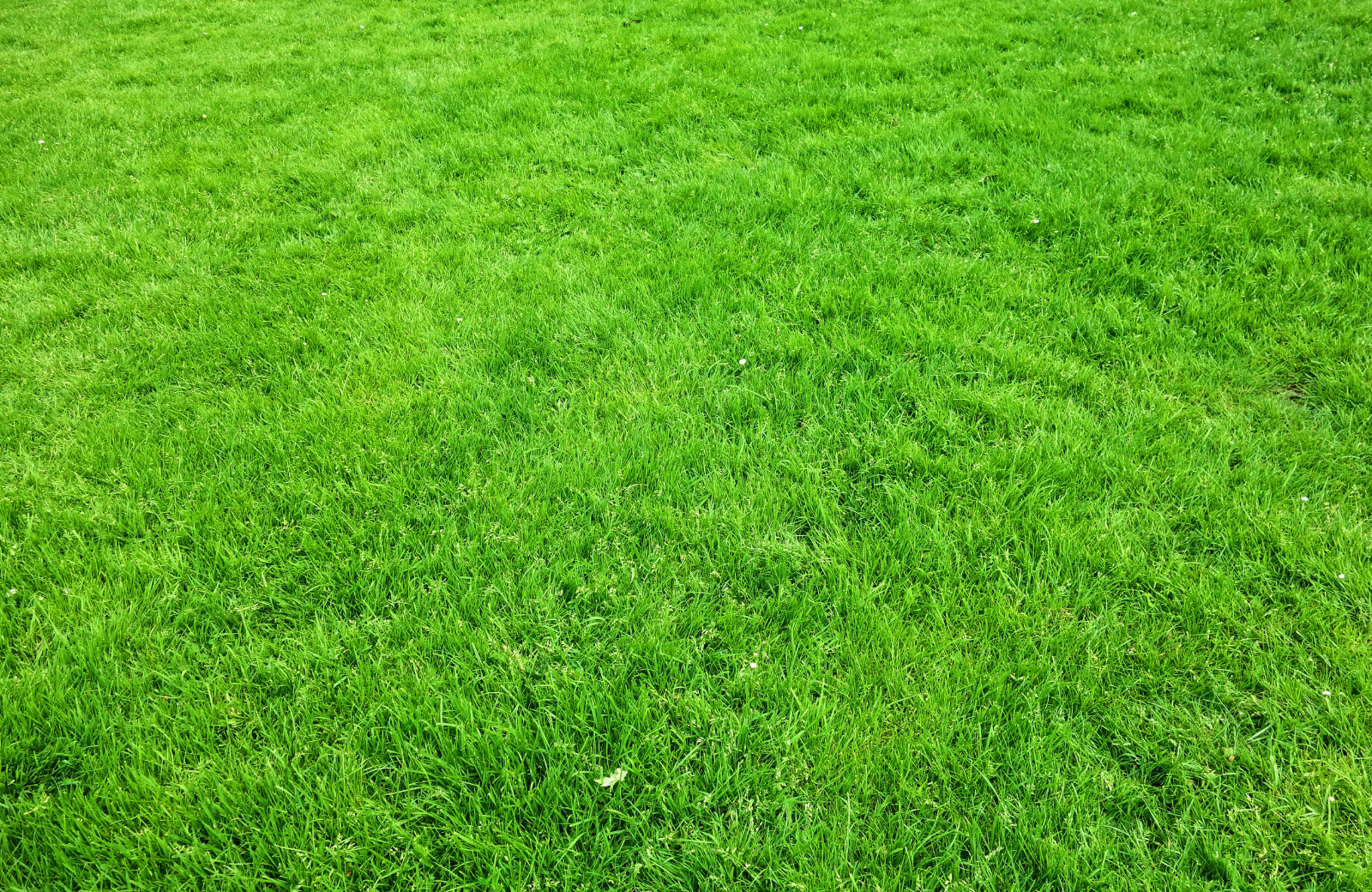 Brown Patch Fungus: Why Your Lawn Turns Tan In Summer