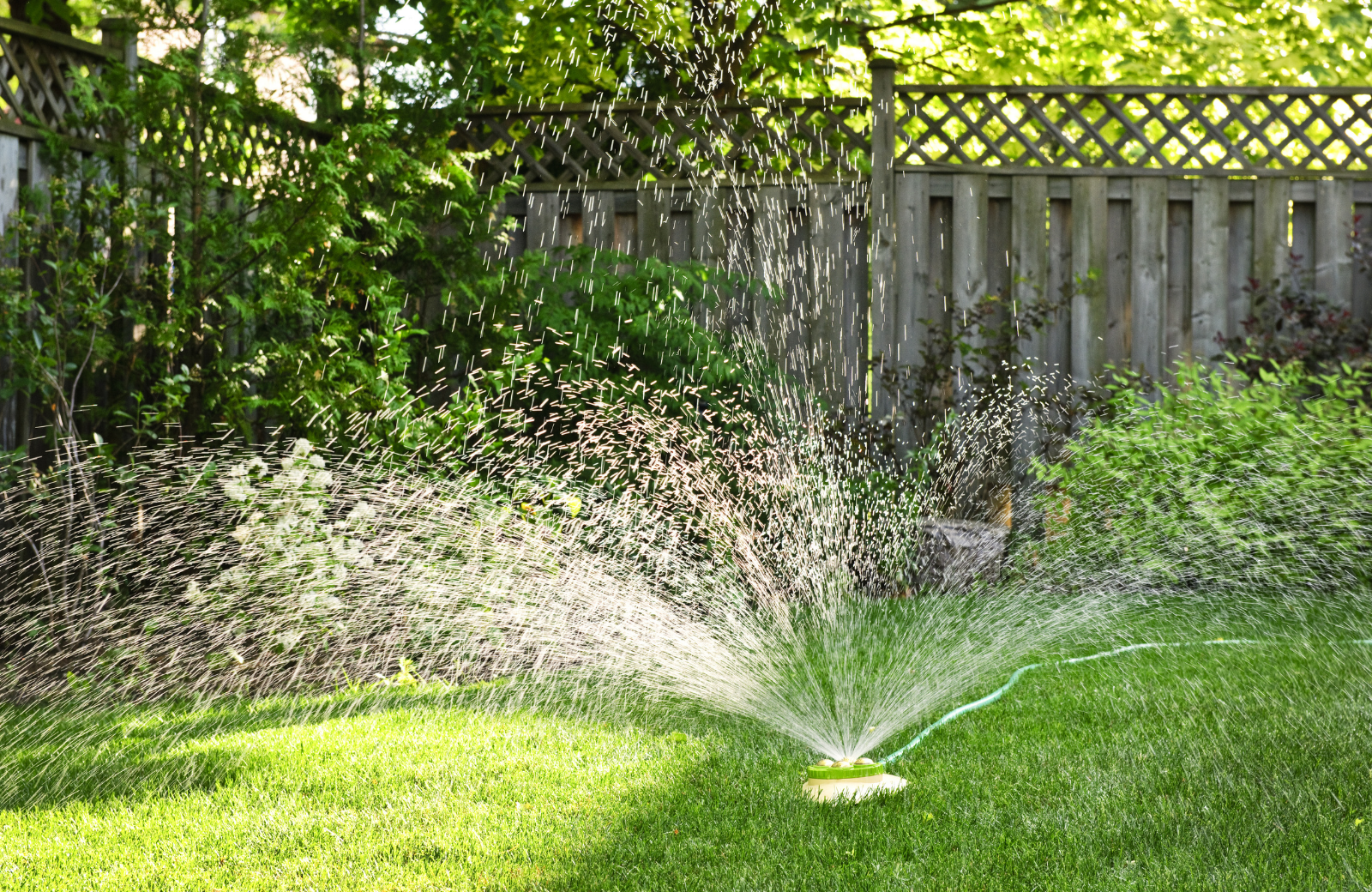 Brown Patch Fungus: Why Your Lawn Turns Tan In Summer