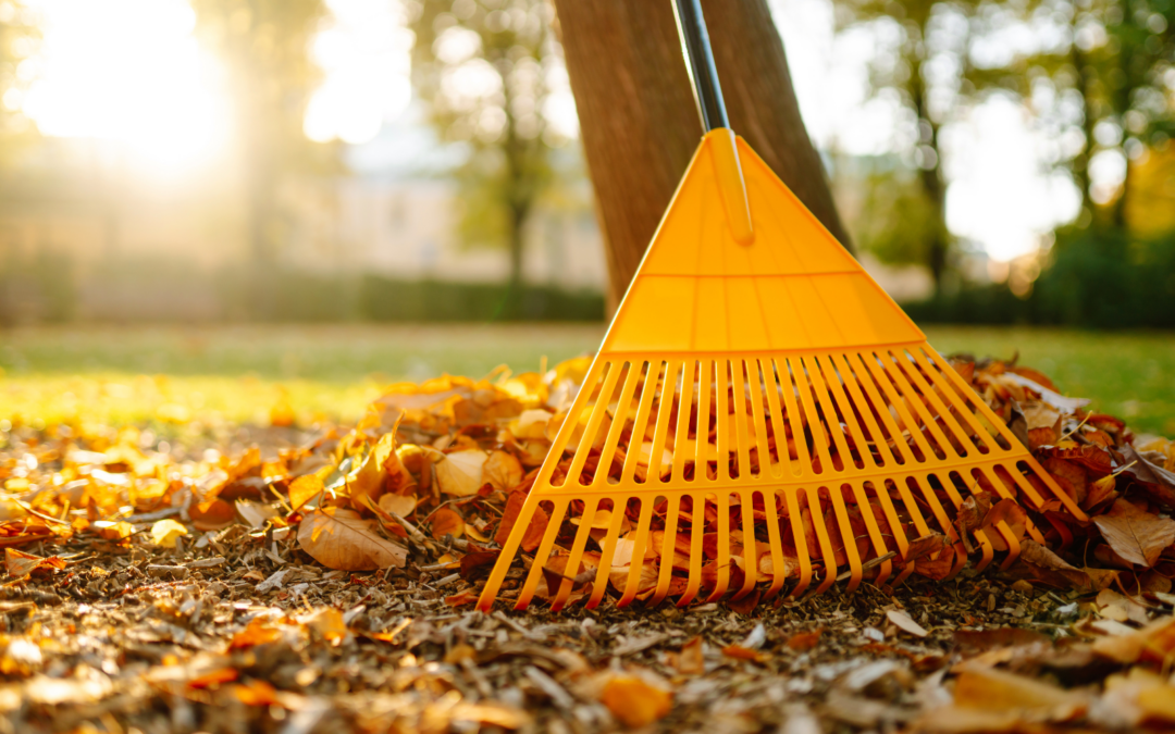 Your Fall Lawn Care Schedule for a Thicker North Carolina Yard