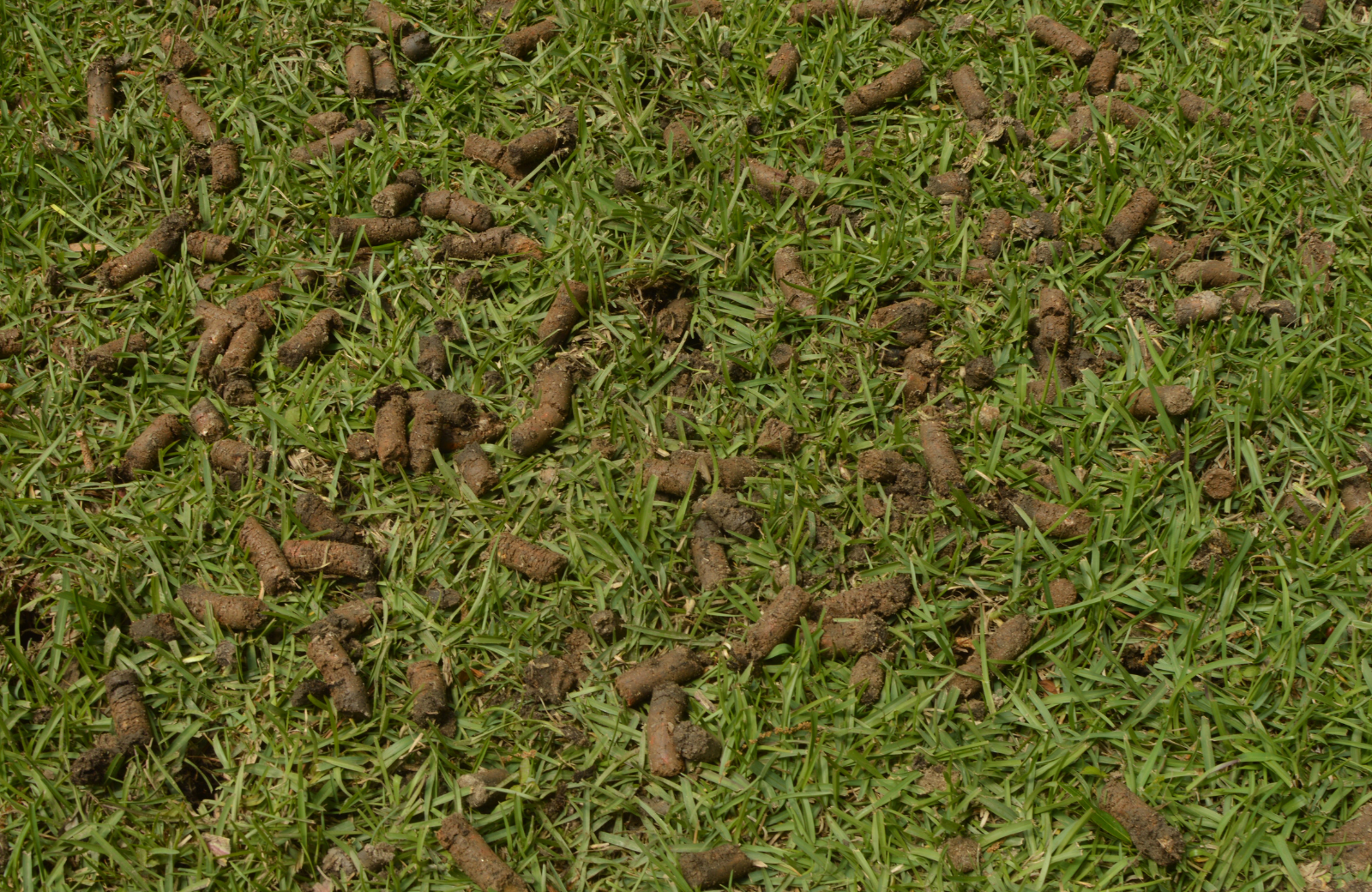 How to Get Rid of Moss in Lawn Areas and Keep It From Coming Back