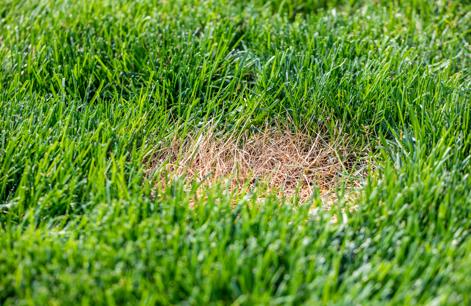 How to Get Rid of Moss in Lawn Areas and Keep It From Coming Back