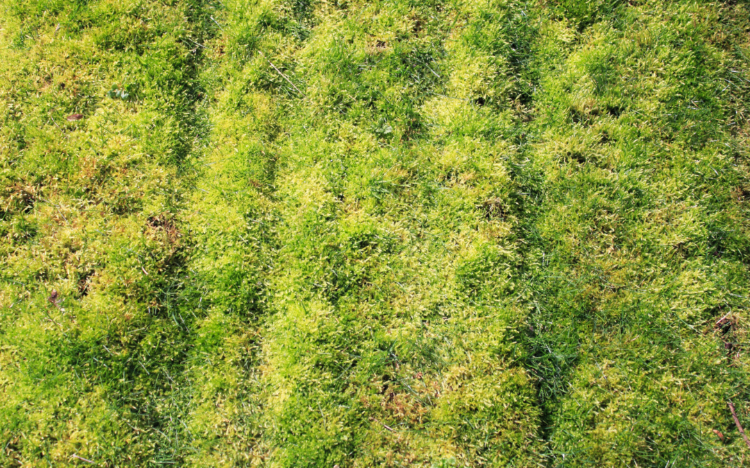 How to Get Rid of Moss in Lawn Areas and Keep It From Coming Back
