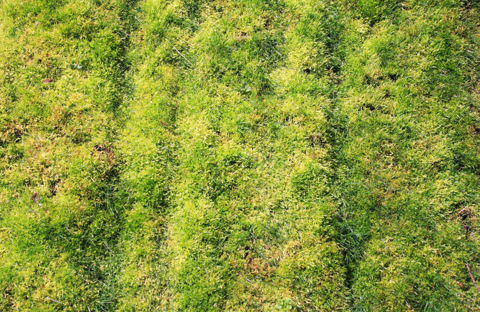 Mossy Lawn Grass
