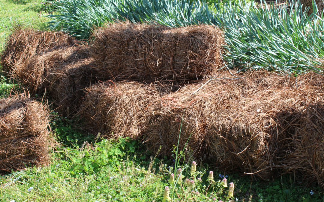 Pine Straw vs Mulch: Which Is Better for Your North Carolina Yard?