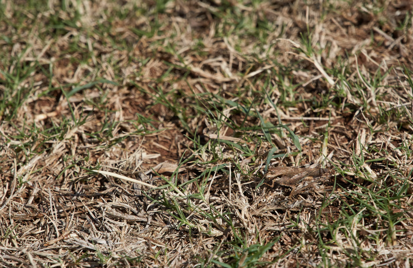 Can You Lay Sod in the Winter? What North Carolina Homeowners Should Know