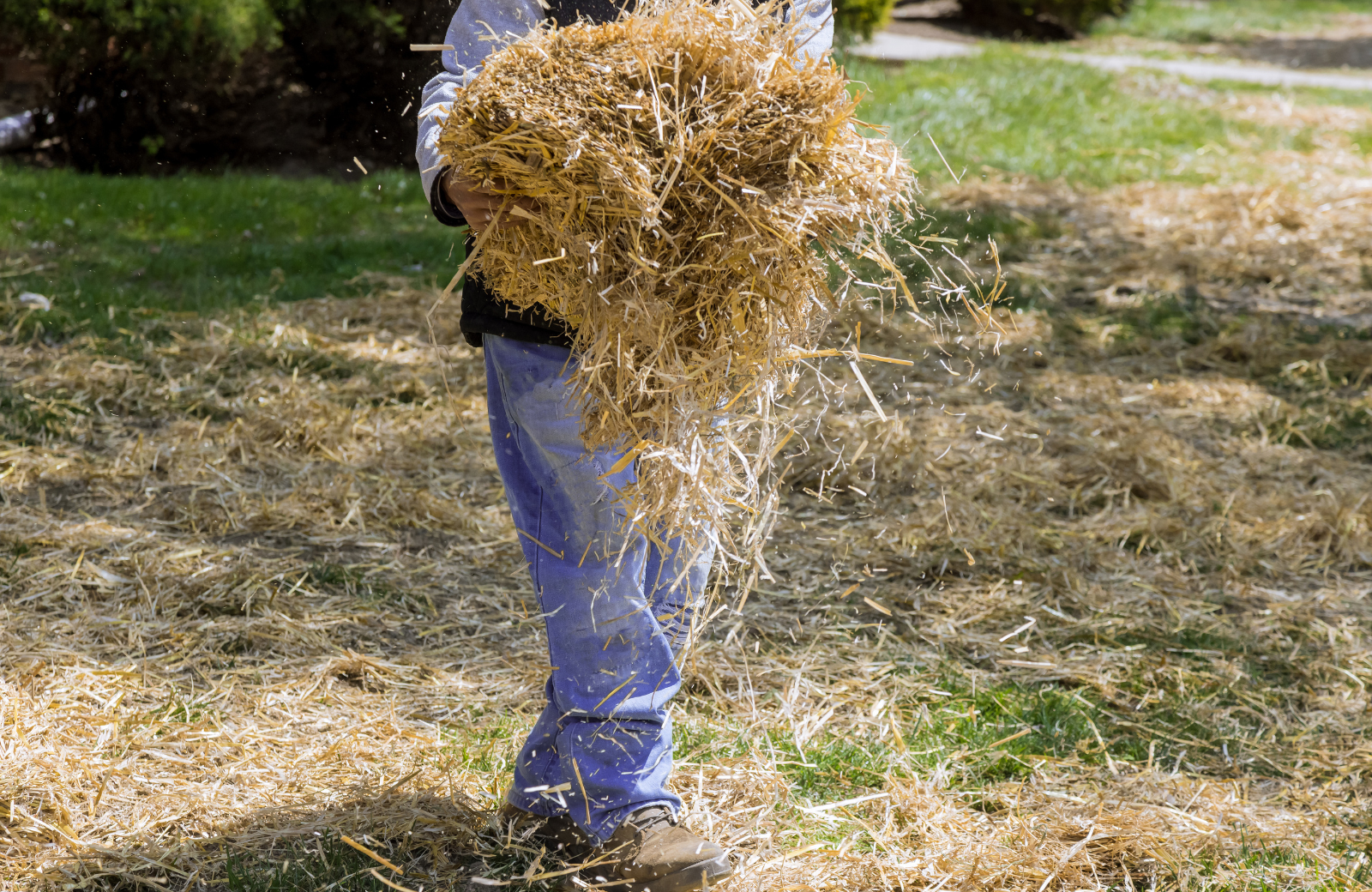 Pine Straw vs Mulch: Which Is Better for Your North Carolina Yard?