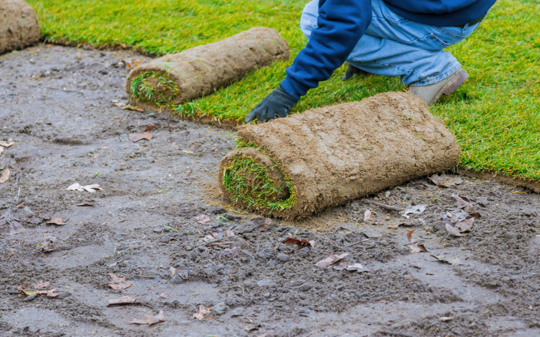 Can You Lay Sod in the Winter? What North Carolina Homeowners Should Know