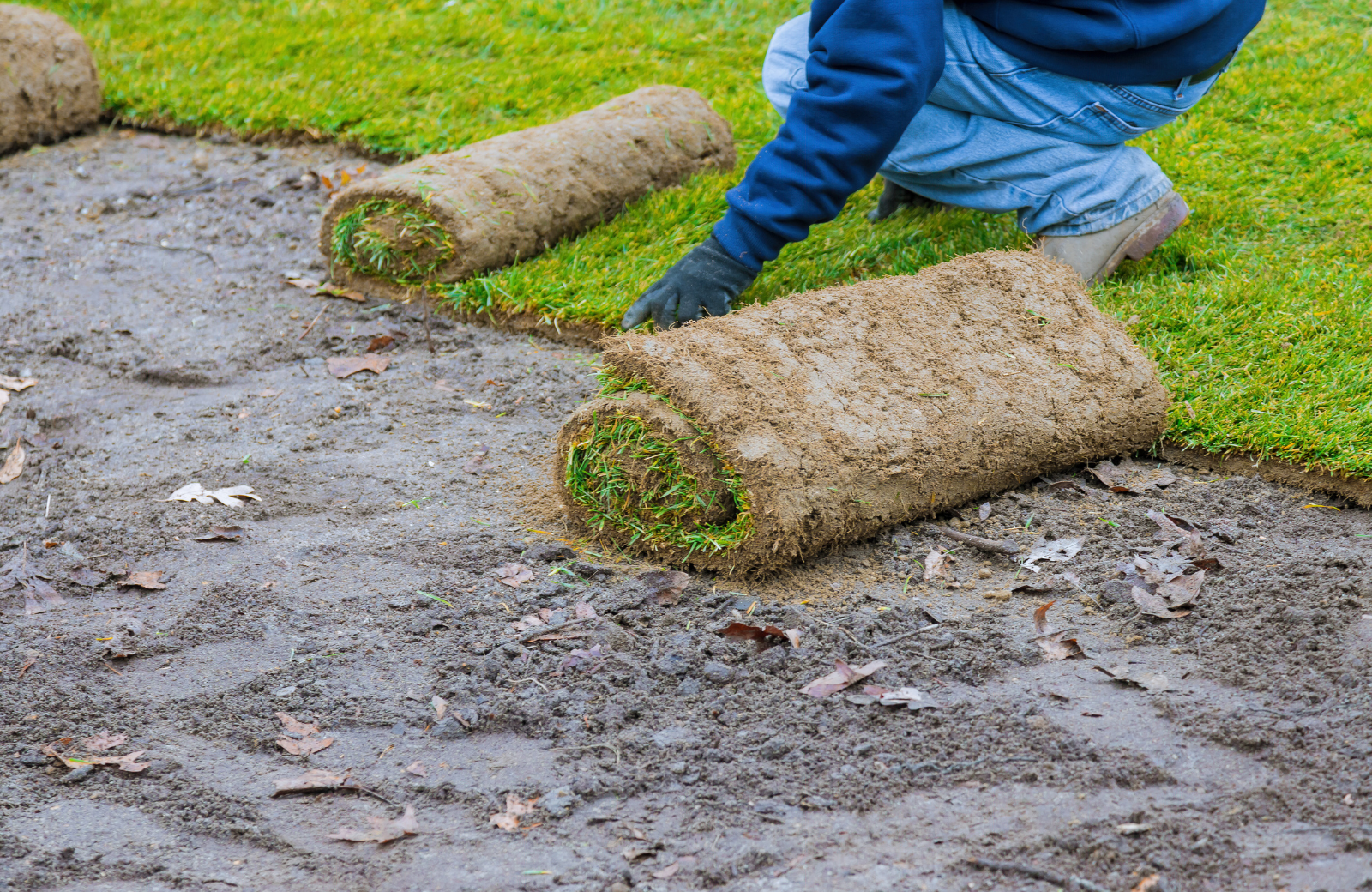 landscaping crew laying rolls of green sod