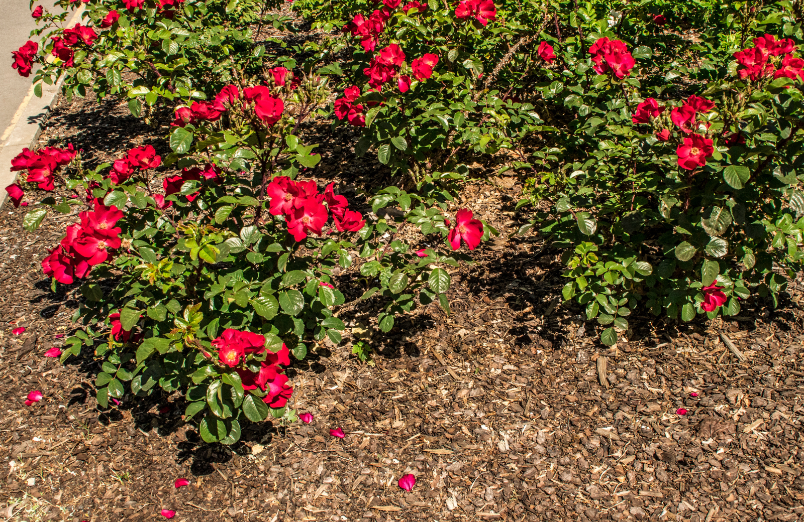 Pine Straw vs Mulch: Which Is Better for Your North Carolina Yard?