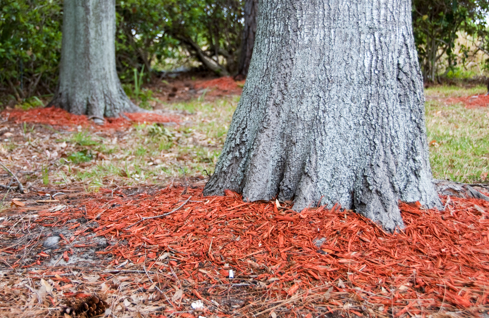 Pine Straw vs Mulch: Which Is Better for Your North Carolina Yard?